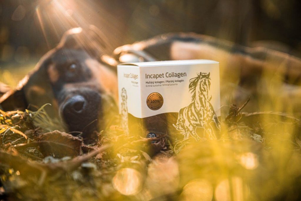 Kollagen für Hunde